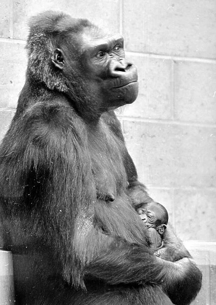 Gorilla and her baby at Bristol Zoo May 1977 77-2590-004