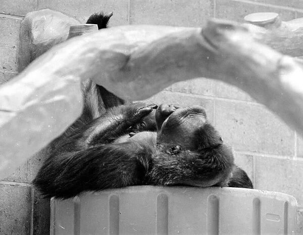 Gorilla and her baby at Bristol Zoo May 1977 77-2590-006