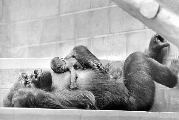 Gorilla and her baby at Bristol Zoo May 1977 77-2590-009