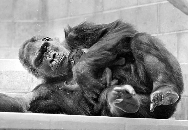 Gorilla and her baby at Bristol Zoo May 1977 77-2590-010