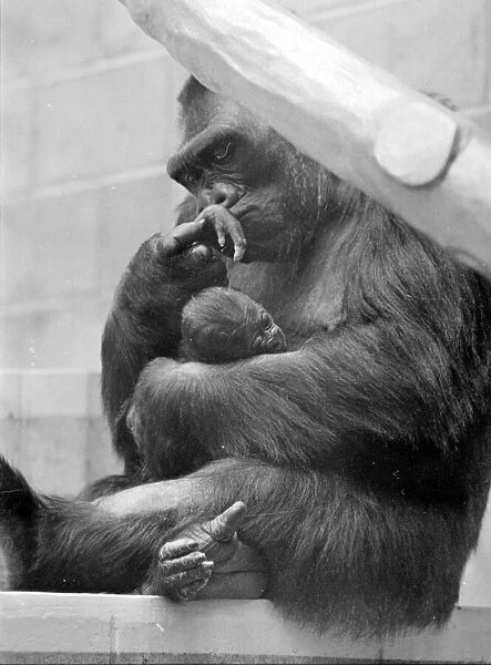 Gorilla and her baby at Bristol Zoo May 1977 77-2590-012