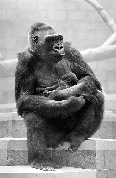 Gorilla and her baby at Bristol Zoo May 1977 77-2590-013