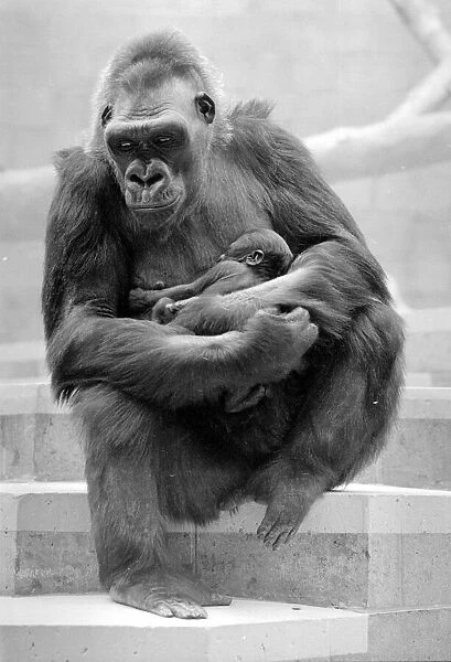 Gorilla and her baby at Bristol Zoo May 1977 77-2590-014