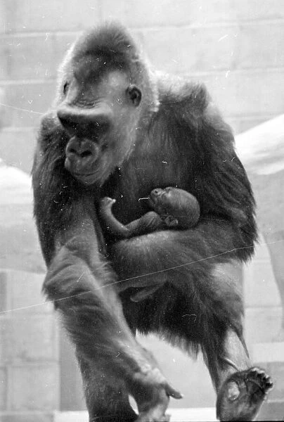 Gorilla and her baby at Bristol Zoo May 1977 77-2590-015