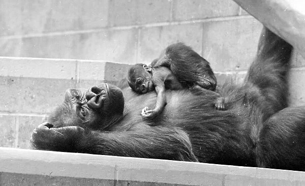 Gorilla and her baby at Bristol Zoo May 1977 77-2590-016