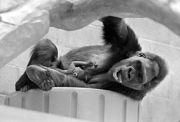 Gorilla and her baby at Bristol Zoo May 1977 77-2590-017
