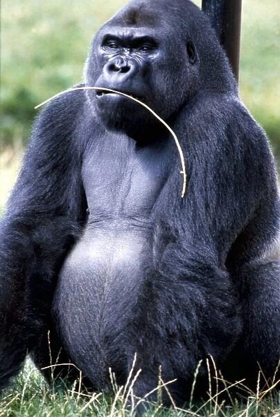 A Gorilla cheewing on some grass at Chester Zoo August 1979