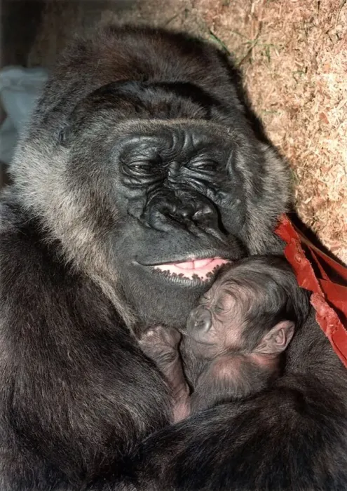Framed Print : Gorilla Diana cradling her baby. November 1992 P011781 Framed Print : Gorilla Diana cradling her baby. November 1992 P011781