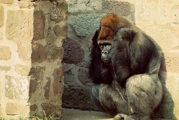 Gorilla Jo-Jo at Chester Zoo seems to be in a bad mood... 1977 A©Mirrorpix