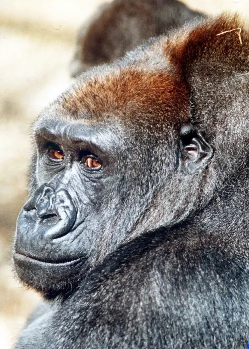 Framed Print : Gorilla at London Zoo April 1991 Framed Print : Gorilla at London Zoo April 1991
