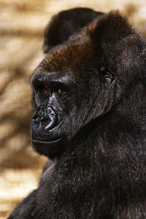 Framed Print : Gorilla looking sad circa 1994 Framed Print : Gorilla looking sad circa 1994