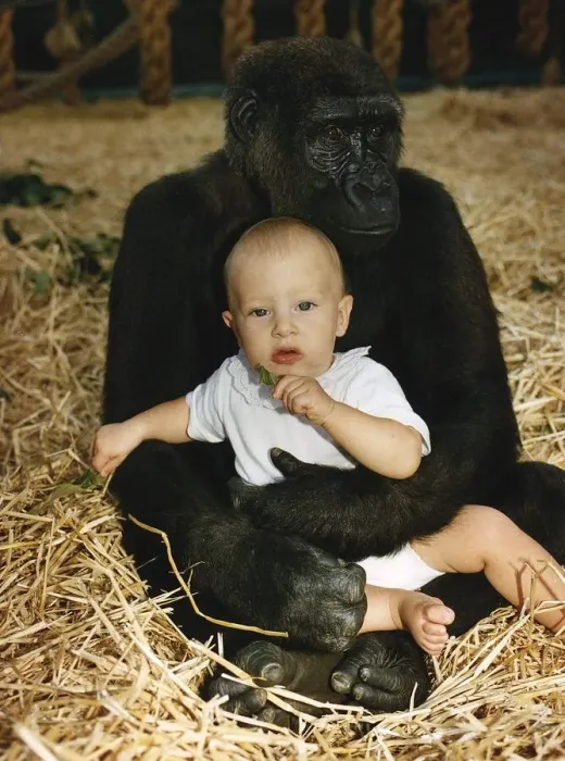 Framed Print : A gorilla sitting with Tanya Aspinall age four and a half on his lap at John Aspinall