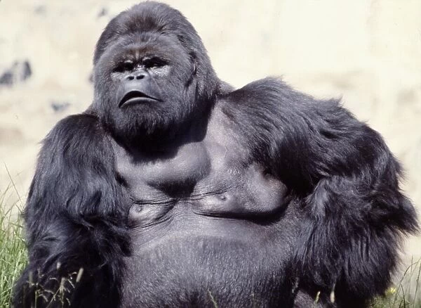 A gorilla at a zoo in England Circa 1980