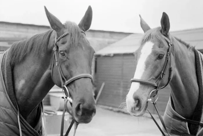 Framed Print : Grand National favourites, Burrough Hill Lad (left) and Corbiere pictured at Jenny Framed Print : Grand National favourites, Burrough Hill Lad (left) and Corbiere pictured at Jenny