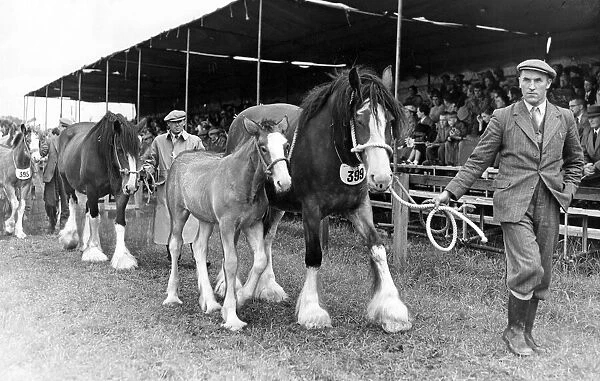 The Grand Parade of horse at the Durham County Show