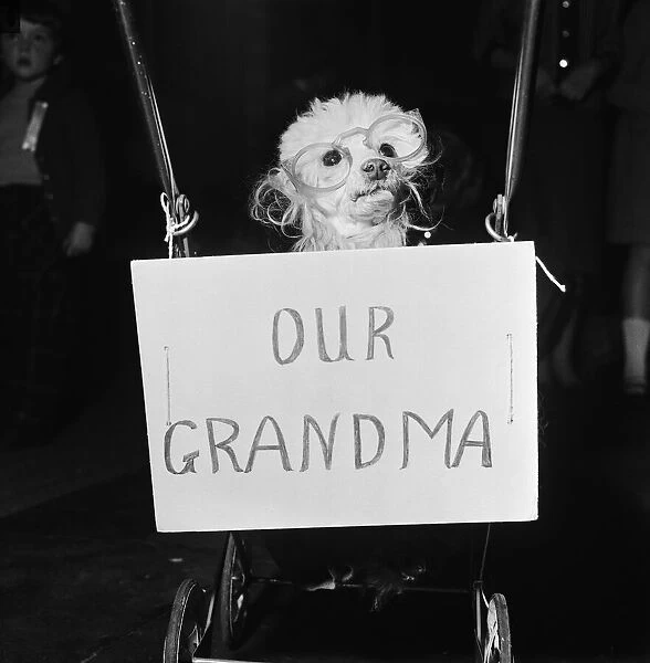 Grandma the dog who won first prize in the fancy dress competition at a dogs Christmas
