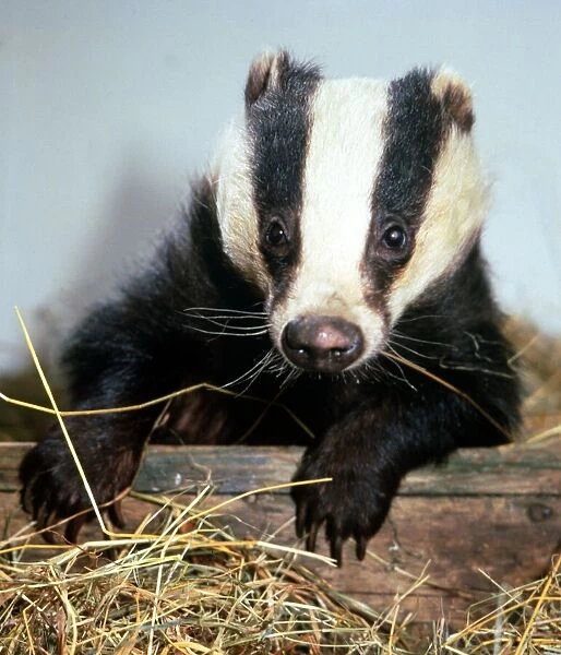 Granny the badger at the Wildlife Hospital run by Les and Sue Stocker at their home in