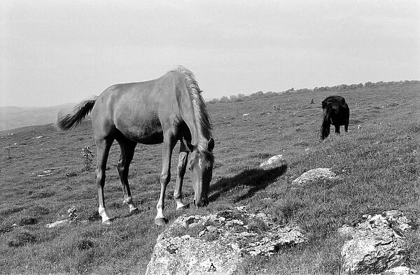 Grassington Moor, Yorkshire. September 1971