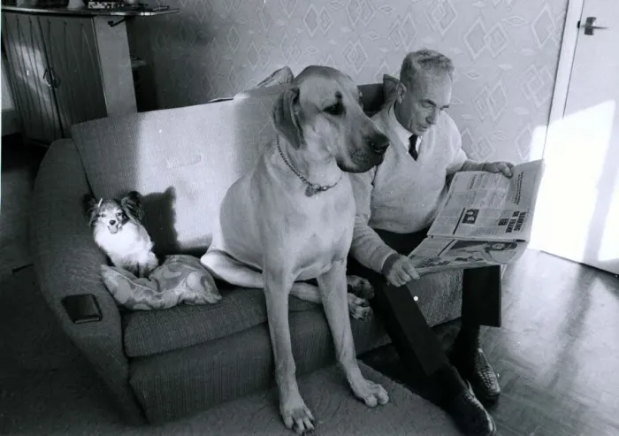 Framed Print : Great Dane called Hamlet shares the with owner Fred Philbey Framed Print : Great Dane called Hamlet shares the with owner Fred Philbey