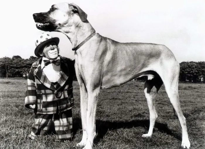 Framed Print : A Great Dane and his clown companion are slightly mismatched as owner Framed Print : A Great Dane and his clown companion are slightly mismatched as owner