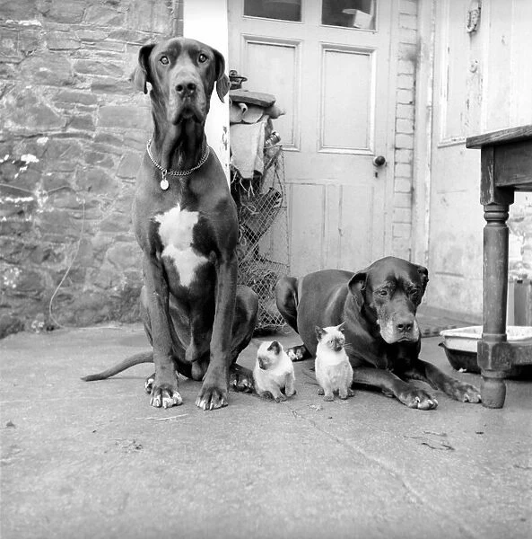 Great Dane dogs guard their kitten charges. Circa 1964