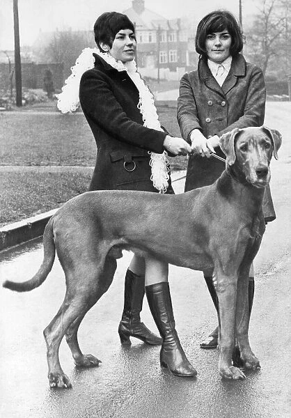 This Great Dane has very fashionalbe dog walkers