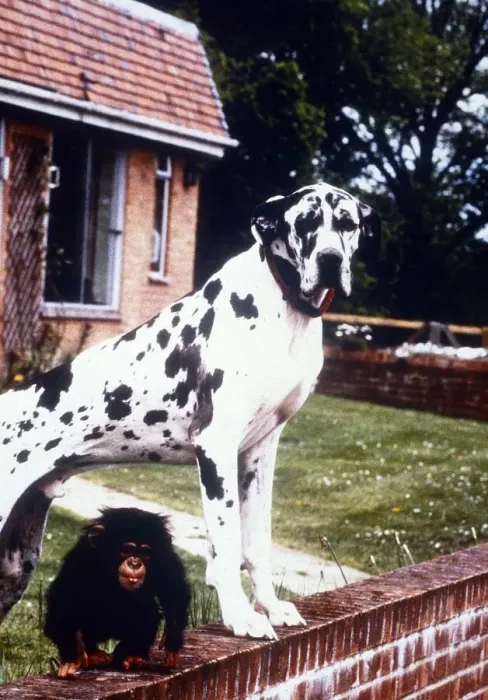 Framed Print : Great Dane Freddie with baby chimp Teddy - january 1993 Animals Dogs Framed Print : Great Dane Freddie with baby chimp Teddy - january 1993 Animals Dogs