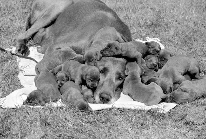 Framed Print : Great Dane mother looks exhausted as her 16 puppies all sleep close to her head Framed Print : Great Dane mother looks exhausted as her 16 puppies all sleep close to her head