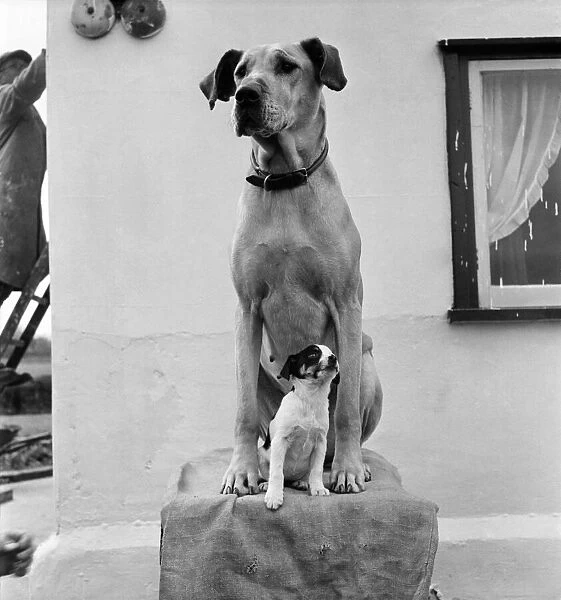 Great Dane and puppy. D2638. 1953