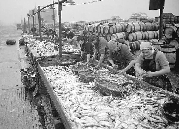 Great Yarmouth Fisherwomen gut Herrings after the fishing fleet has landed its catch
