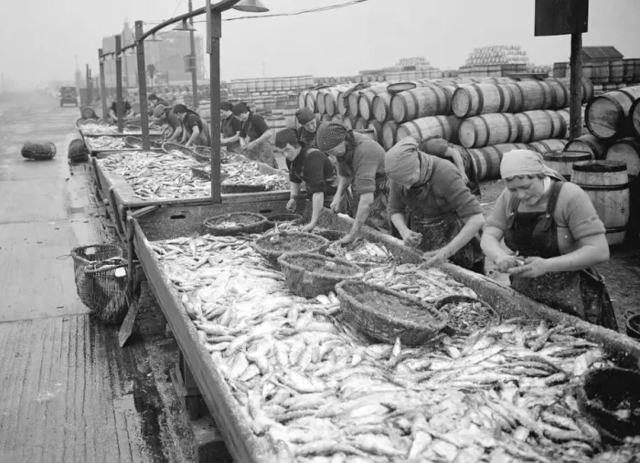 Framed Print : Great Yarmouth Fisherwomen gut Herrings after the fishing fleet has landed its catch Framed Print : Great Yarmouth Fisherwomen gut Herrings after the fishing fleet has landed its catch