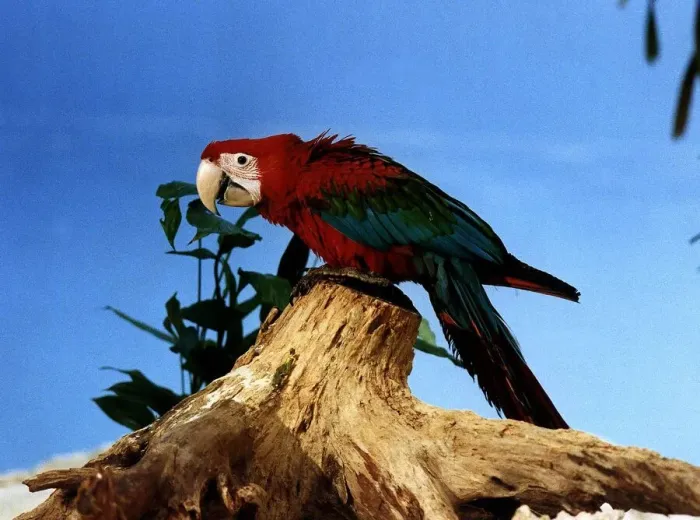 Framed Print : Green wing Macaw circa 1994
