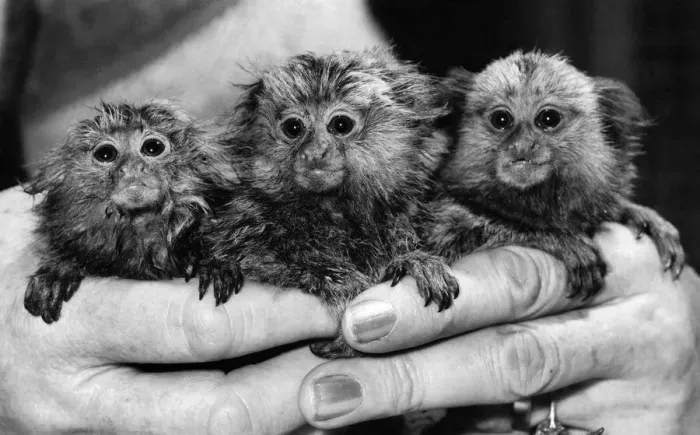 Framed Print : Gremlins! They re cute, they re furry, they re cuddly but they Framed Print : Gremlins! They re cute, they re furry, they re cuddly but they