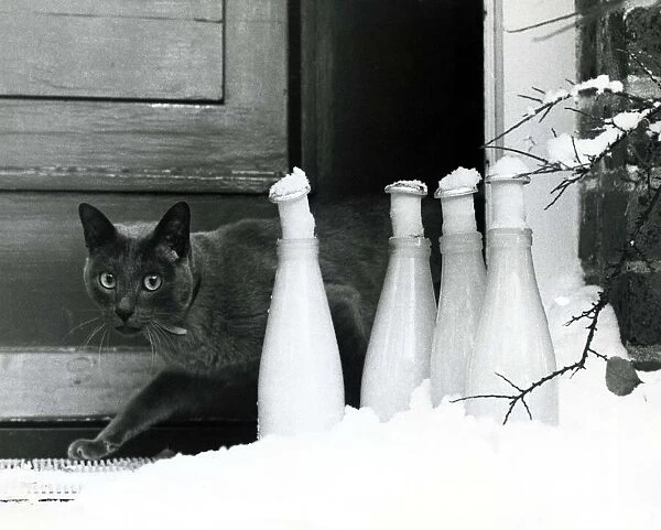 A grey cat skulks behind some frozen milk bottles in the snow