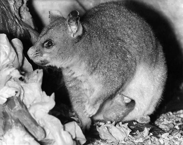 Grey Phalanger commonly known as the Southern Common Cuscus. April 1968 P006172
