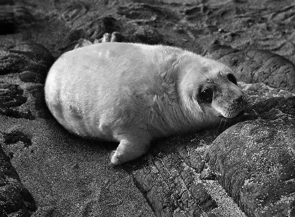 A grey seal. December 1958 P009732