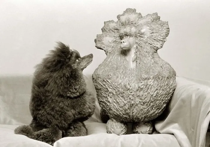Framed Print : Greyco hazelnut Crufts champion 1982 admires a clay sculpture of herself in the form Framed Print : Greyco hazelnut Crufts champion 1982 admires a clay sculpture of herself in the form