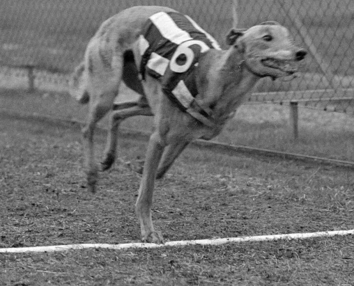Framed Print : Greyhound Halfpenny Whistle crossing the finishing line whilst in training at Birmingham Framed Print : Greyhound Halfpenny Whistle crossing the finishing line whilst in training at Birmingham