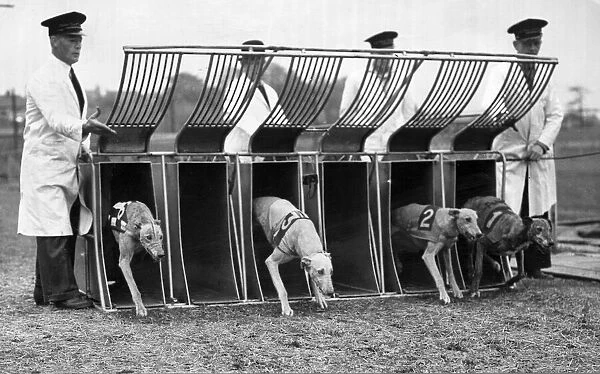 Greyhound Halfpenny Whistle left starting from the trap whilst in training at Birmingham