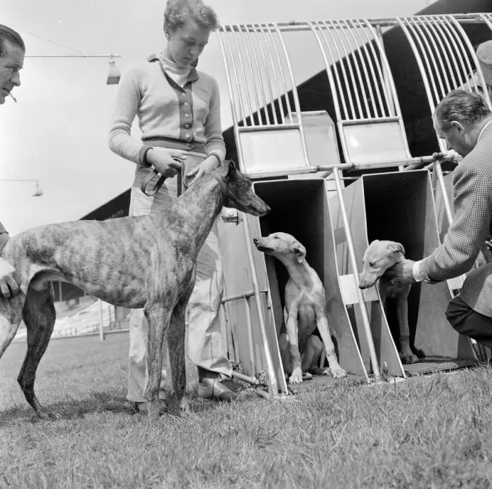 Framed Print : Greyhound puppies at Wembly stadium at the start of their training seen here in