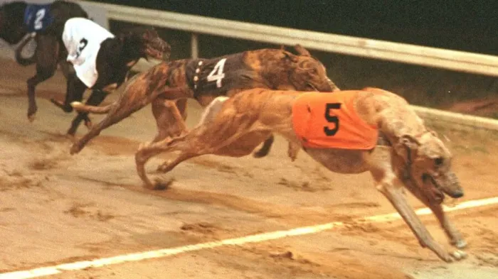 Framed Print : Greyhound Racing