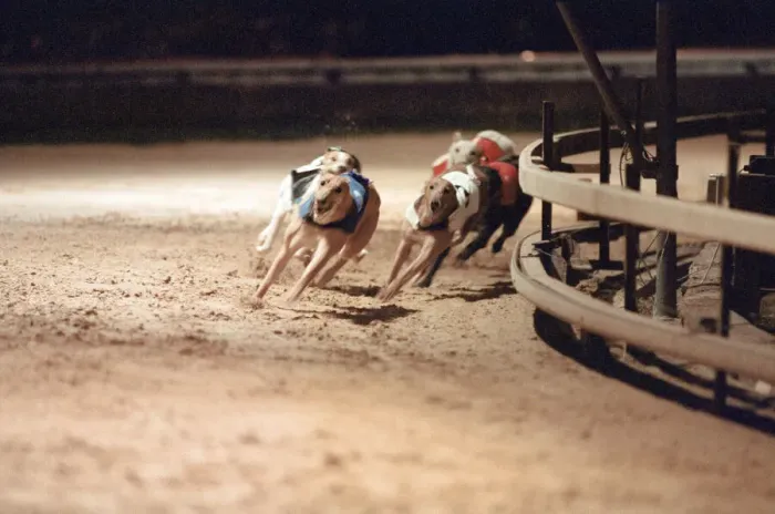 Framed Print : Greyhound Racing at Cleveland Park Stadium in Middlesbrough. 5th April 1994 Framed Print : Greyhound Racing at Cleveland Park Stadium in Middlesbrough. 5th April 1994