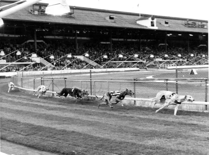 Framed Print : Greyhound racing - A general shot of a Greyhound race at the Cardiff Arms Park Framed Print : Greyhound racing - A general shot of a Greyhound race at the Cardiff Arms Park