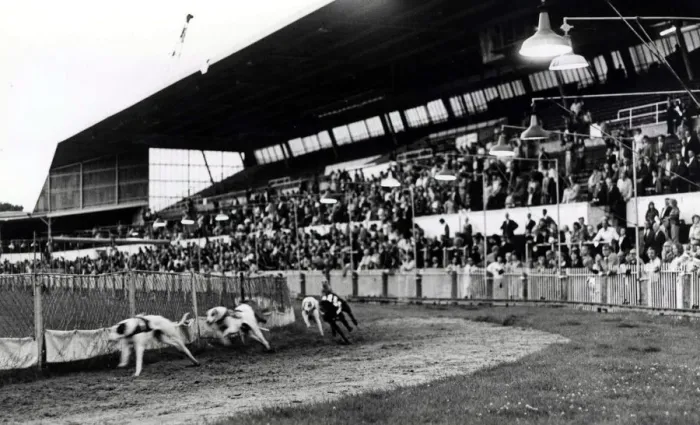 Framed Print : Greyhound racing picture shows: The scene at Cardiff Arms Park during the last race Framed Print : Greyhound racing picture shows: The scene at Cardiff Arms Park during the last race