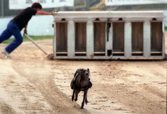 : Greyhound Wilma in comeback trial at poole dog track after running in a race at poole : Greyhound Wilma in comeback trial at poole dog track after running in a race at poole