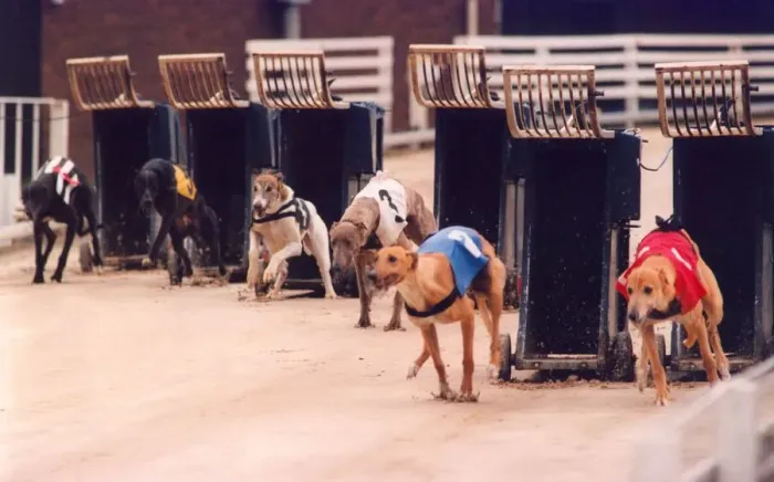 Framed Print : Greyhounds racing Framed Print : Greyhounds racing