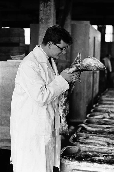 Grimsby fish market, Lincolnshire. 26th September 1963
