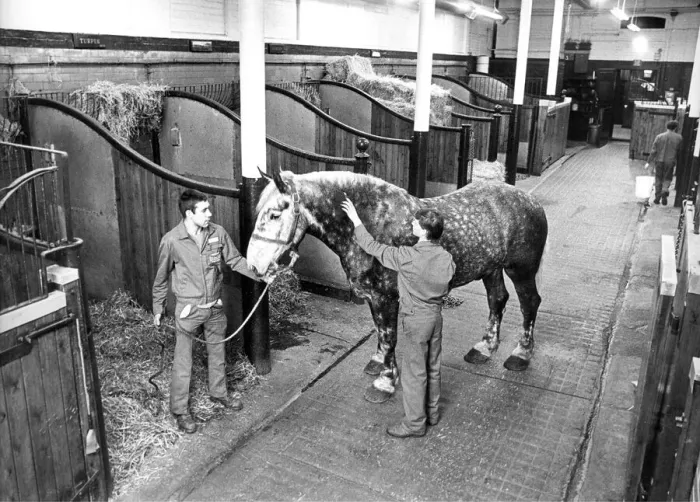 Framed Print : Grooming the horses in the Vaux Brewery stables in 1986 Framed Print : Grooming the horses in the Vaux Brewery stables in 1986