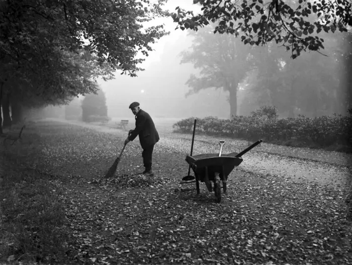 Framed Print : One of the groundsmen at the War Memorial Park, Coventry sweeps up the fallen autumn Framed Print : One of the groundsmen at the War Memorial Park, Coventry sweeps up the fallen autumn