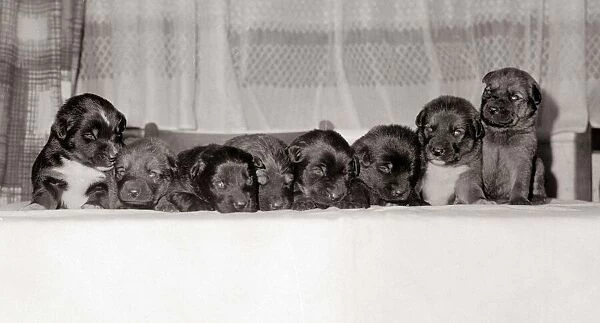 A group of of eight 18 month old black labrador puppies December 1968